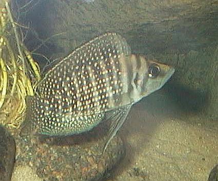 Altolamprologus compressiceps