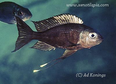 Ophthalmotilapia ventralis