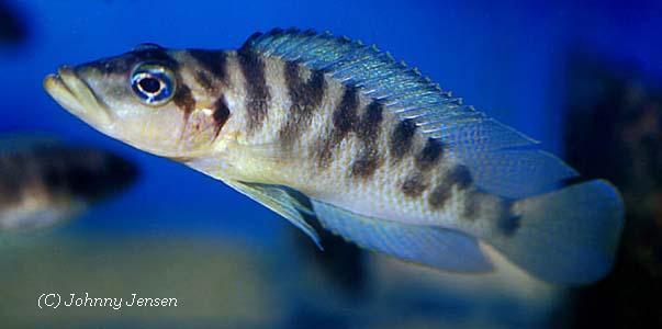 Altolamprologus fasciatus