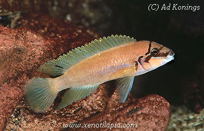 Chalinochromis brichardi