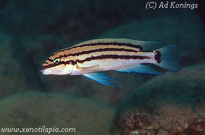 Chalinochromis popelini