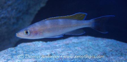 Paracyprichromis brieni