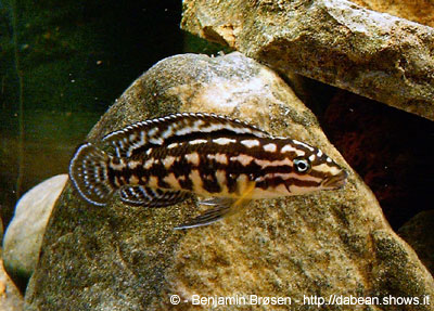 Julidochromis marlieri