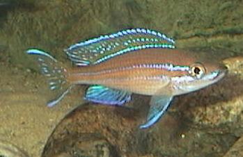 Paracyprichromis nigripinnis