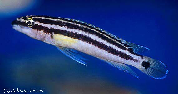 Julidochromis ornatus