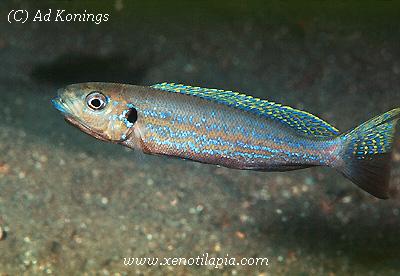 Perissodus microlepis