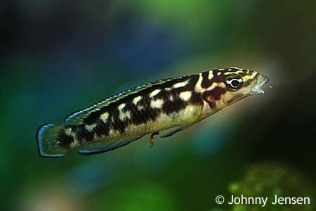 Julidochromis transcriptus