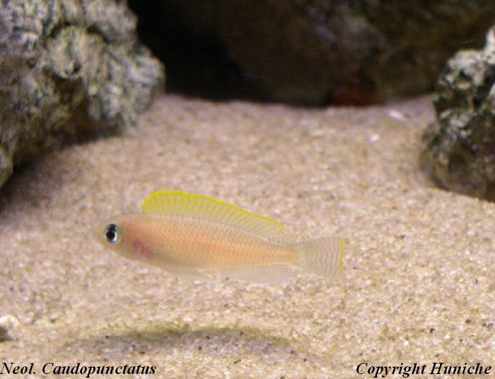 Lamprologus caudopunctatus