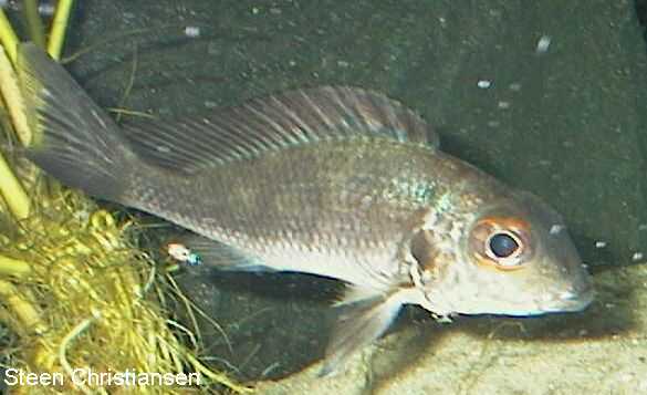 Callochromis macrops