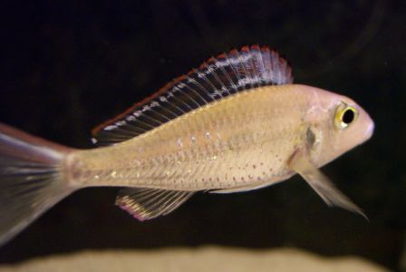 Callochromis pleurospilus