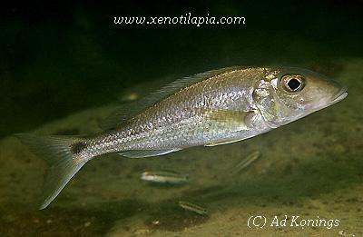 Grammatotria lemairii