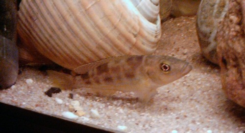 Lepidiolamprologus attenuatus