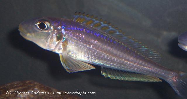 Xenotilapia bathyphila