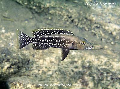 Lepidiolamprologus elongatus