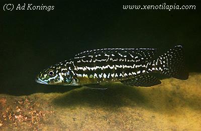 Lepidiolamprologus kendalli