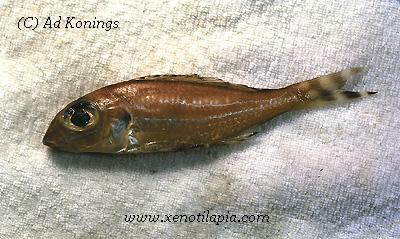 Xenotilapia caudafasciata