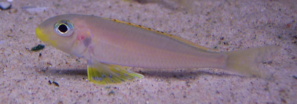 Xenotilapia flavipinnis