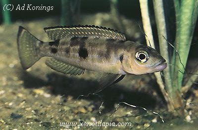 Lepidiolamprologus pleuromaculatus