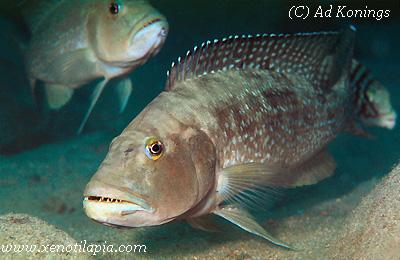 Lepidiolamprologus profundicola