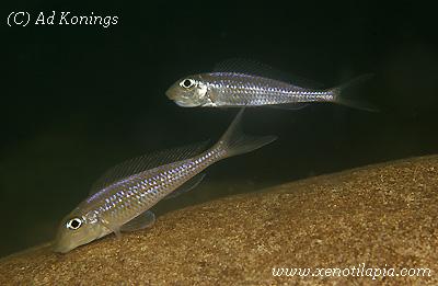 Xenotilapia leptura