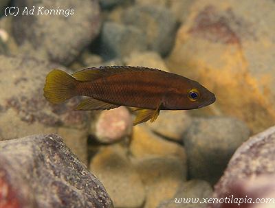 Neolamprologus bifasciatus