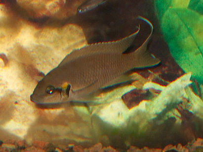 Neolamprologus brichardi