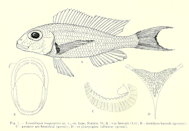 Xenotilapia longispinnis