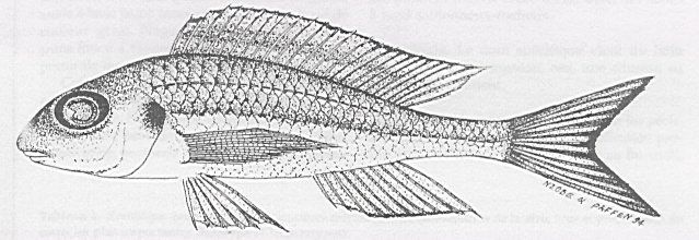 Xenotilapia nasus