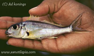Xenotilapia nigrolabiata