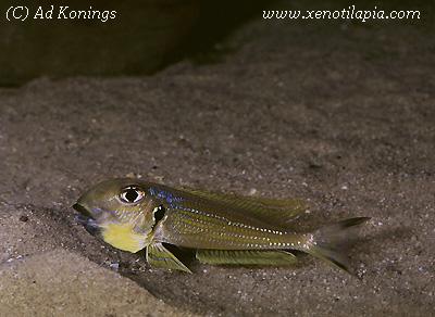 Xenotilapia ochrogenys