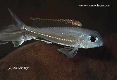 Xenotilapia ornatipinnis