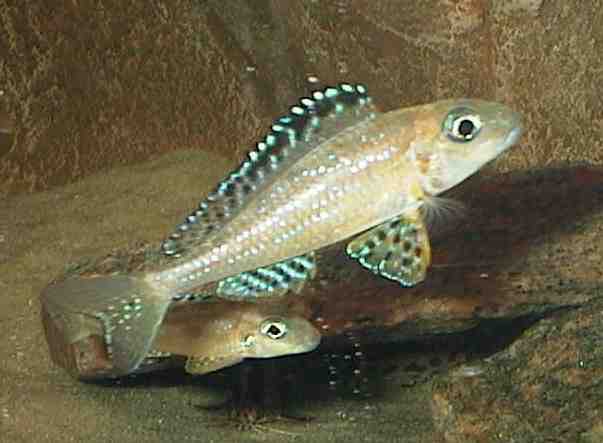 Xenotilapia papilio