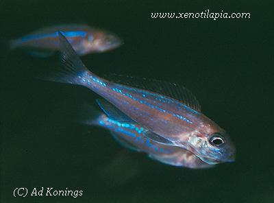 Xenotilapia rotundiventralis