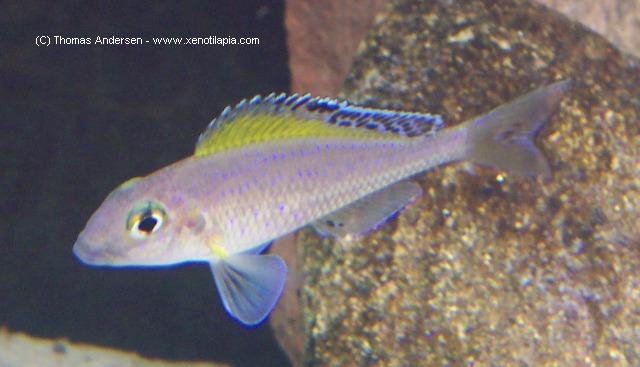 Xenotilapia spilopterus