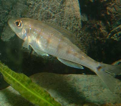 Xenotilapia tenuidentata