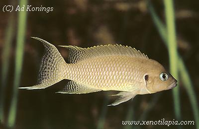 Neolamprologus crassus