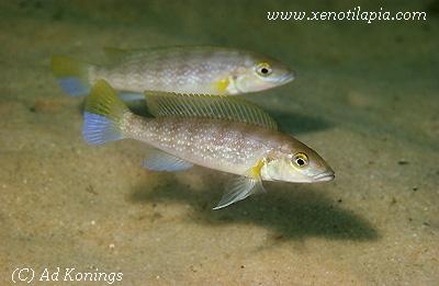 Neolamprologus cunningtoni