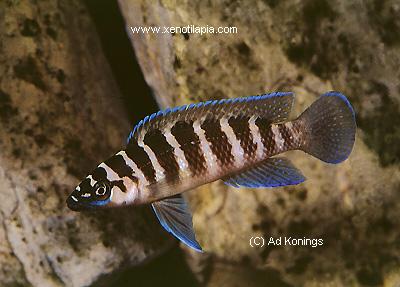 Neolamprologus cylindricus