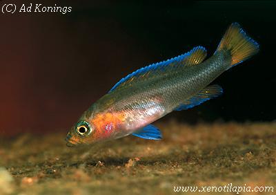 Neolamprologus falcicula