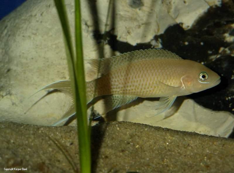 Neolamprologus gracilis