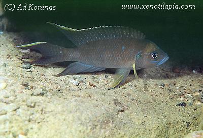 Lamprologus calliurus