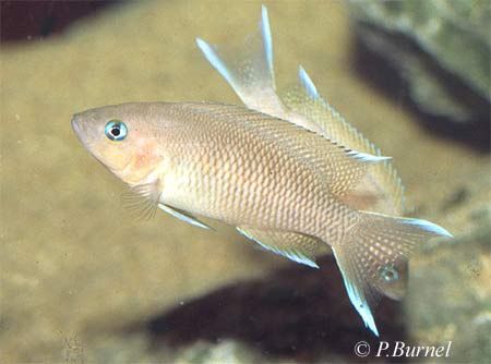 Neolamprologus marunguensis