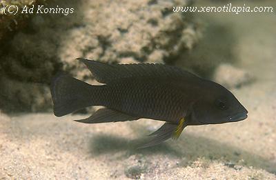 Neolamprologus modestus