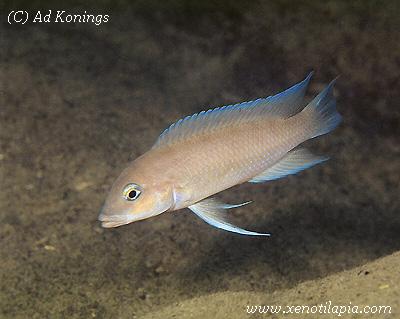 Neolamprologus mondabu