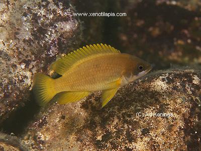 Neolamprologus mustax