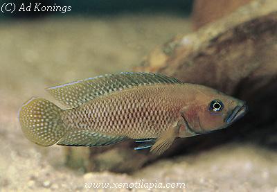 Neolamprologus niger
