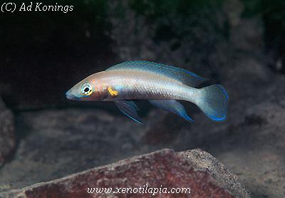 Neolamprologus nigriventris