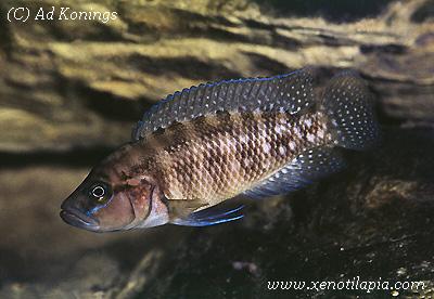 Neolamprologus obscurus