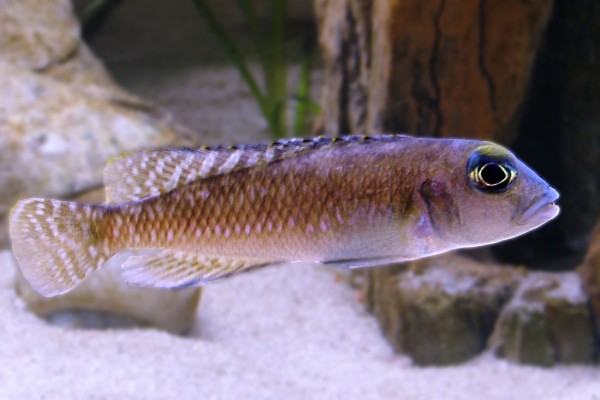 Lamprologus ornatipinnis