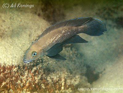 Neolamprologus pectoralis